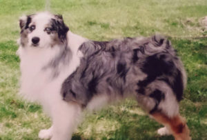 australian-shepherd-homespun-kennel-ny-02