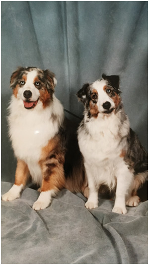 australian-shepherd-homespun-kennel-ny-sidebar-04