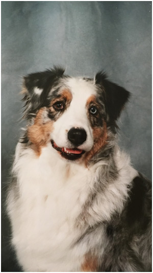 side-bar-american-shepherds-02